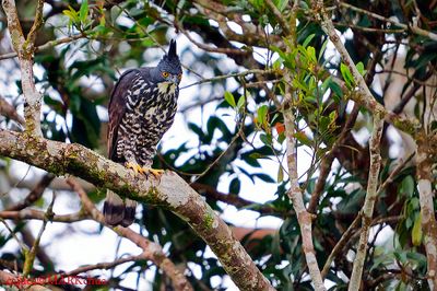 DSC_6068.jpg