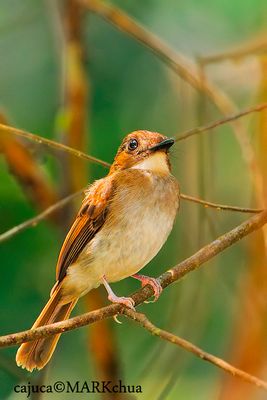  Grey-chested Jungle-flycatcher (Rhinomyias umbratilis)