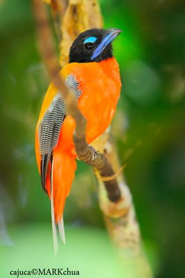 Scarlet-rumped Trogon, immature
