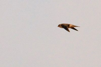 swiftlet