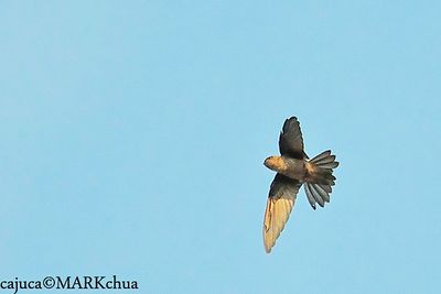 edible-nest  swiftlet ??