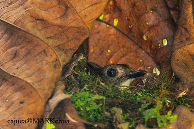 Grey-chested Jungle-flycatcher ( Rhinomyias umbratilis )