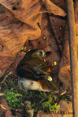 DSC_2429.jpg