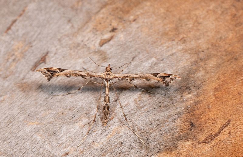 Amblyptilia acanthadactyla / Scherphoekvedermot