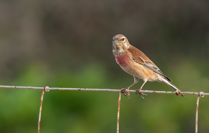 Linnet / Kneu