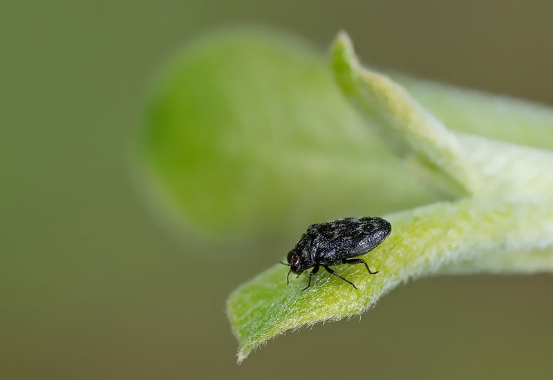 Trachys minutus / Wilgenprachtkevertje