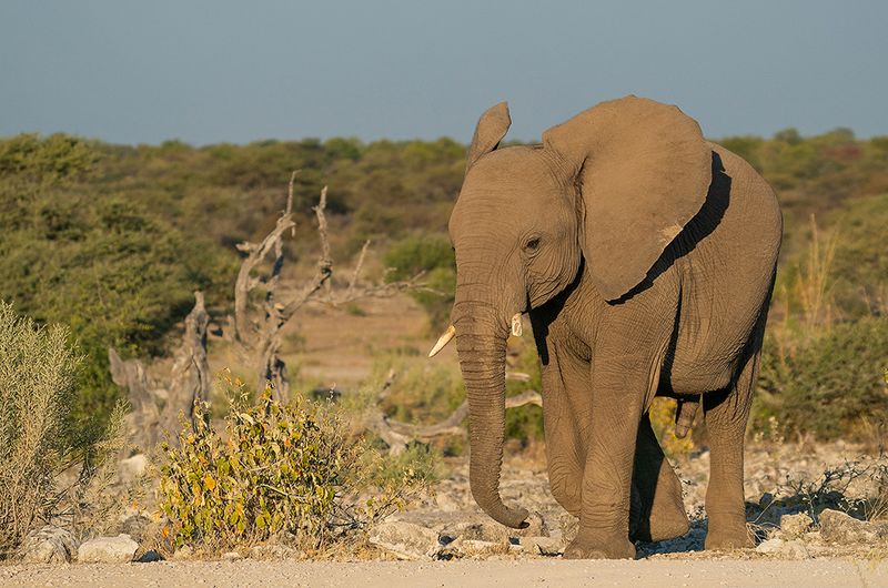 African savanna elephant / Savanneolifant