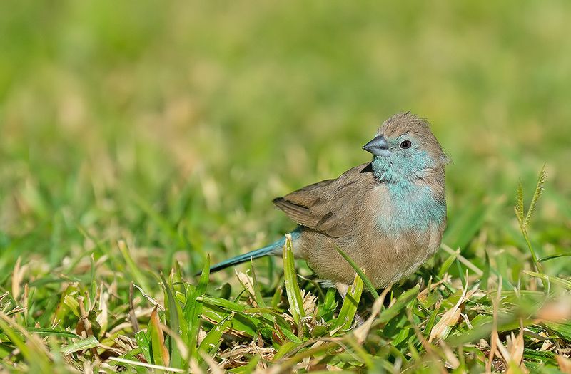 Blue waxbill / Angolees blauwfazantje