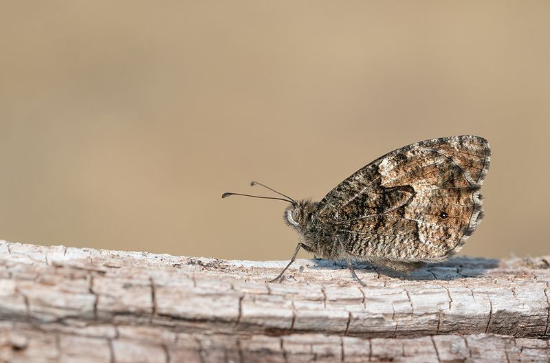 Grayling / Heivlinder 