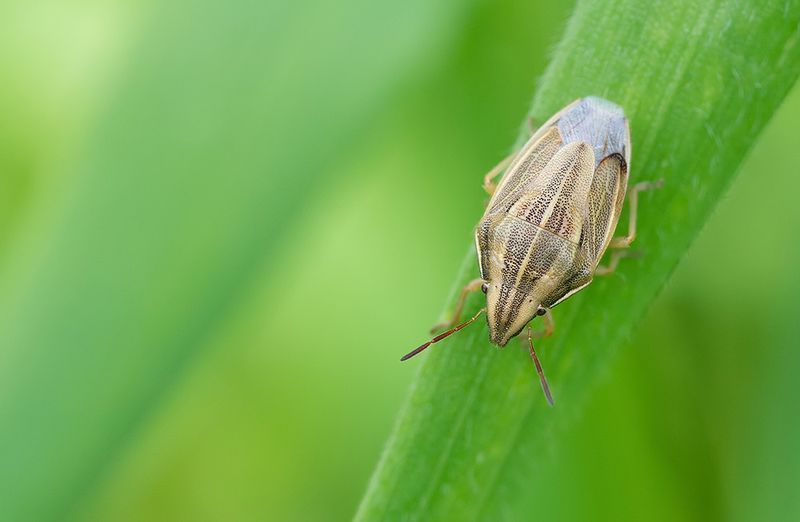 Aelia acuminata / Mijterschildwants 