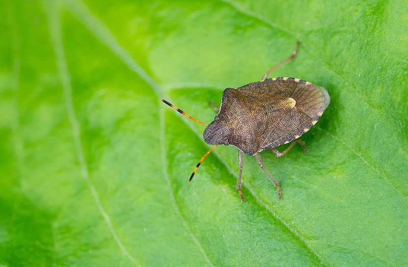 Peribalus strictus / Zuidelijke schildwants