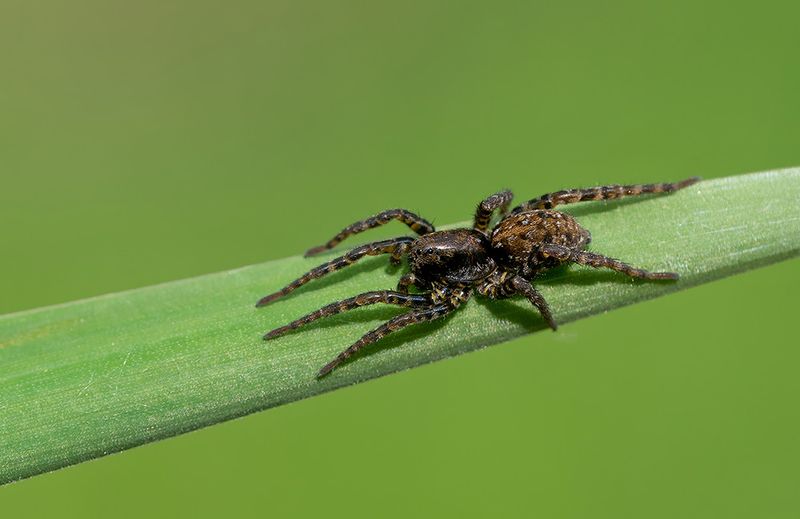 Arctosa leopardus / Moswolfspin