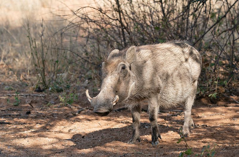 Warthog / Knobbelzwijn