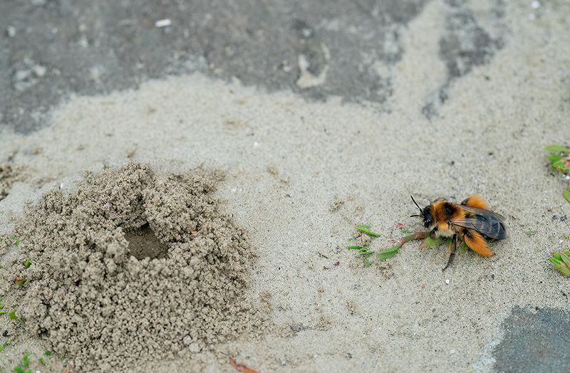 Pantaloon Bee / Pluimvoetbij 