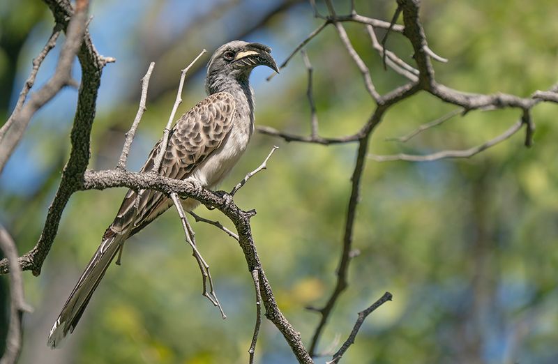 African Grey Hornbill / Grijze tok