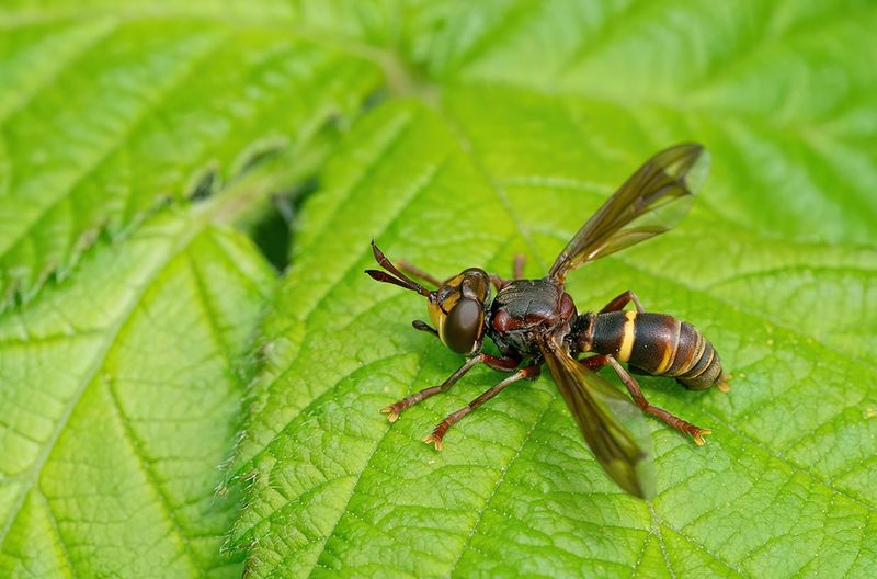 Conops vesicularis / Hoornaarblaaskop