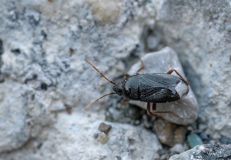 Lethaeus nitidus