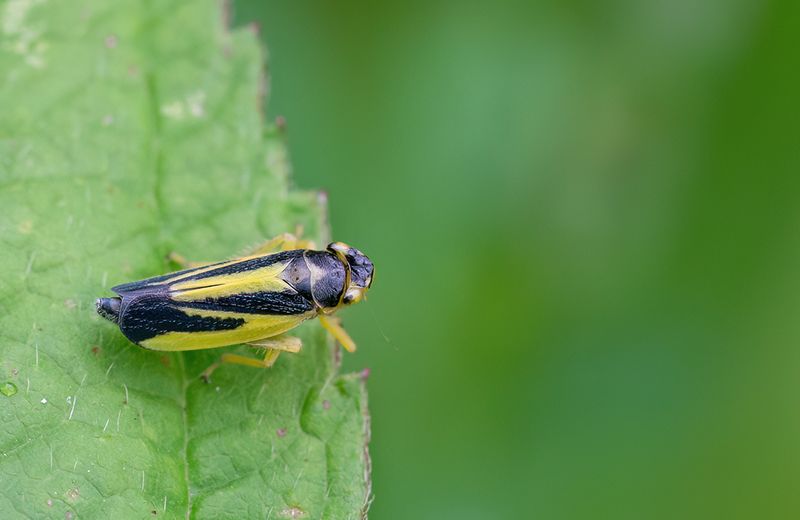 Evacanthus interruptus 