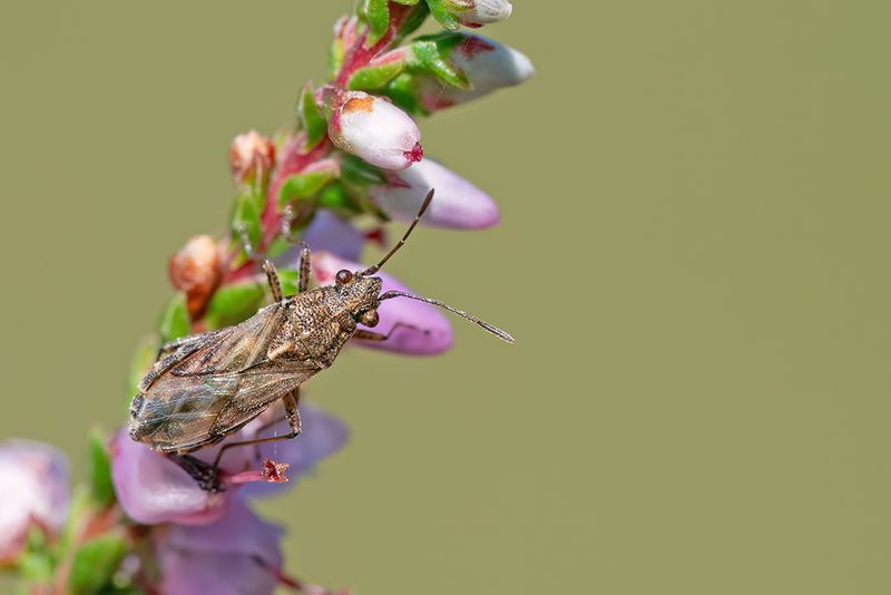 Nysius helveticus / Gekielde nysius 