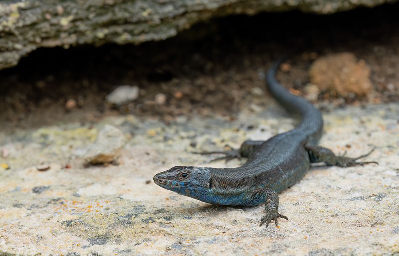 Lilfords wall lizard subsp: Jordansii / Balearenhagedis subsp: Jordansi