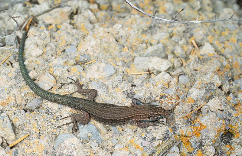 Lilfords wall lizard subsp: Jordansii / Balearenhagedis subsp: Jordansi