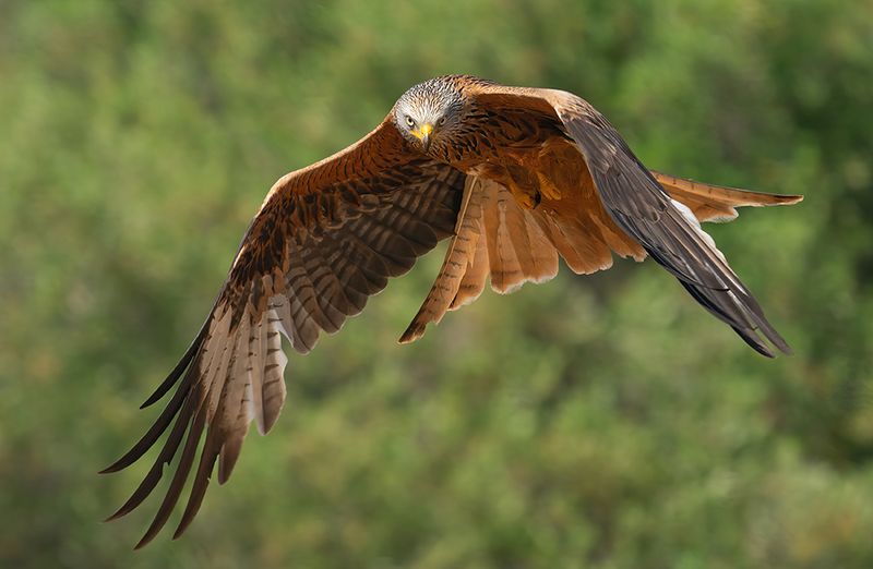 Red Kite / Rode wouw