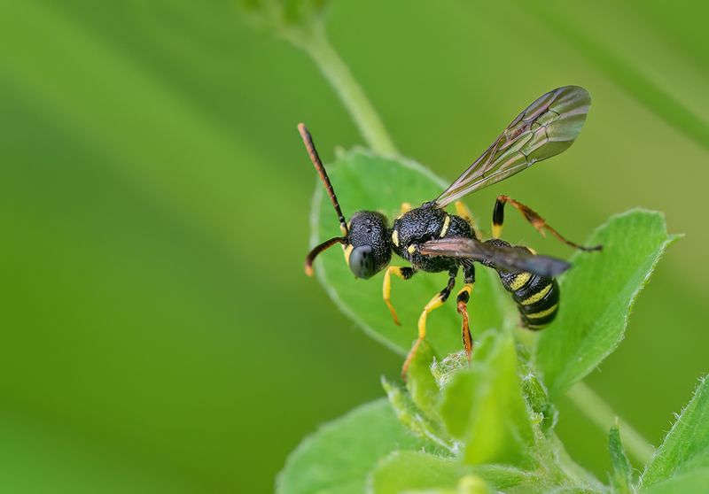 Cerceris quinquefasciata / Kleine knoopwesp