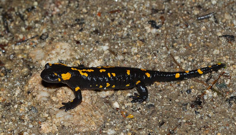 Vuursalamander / Fire Salamander