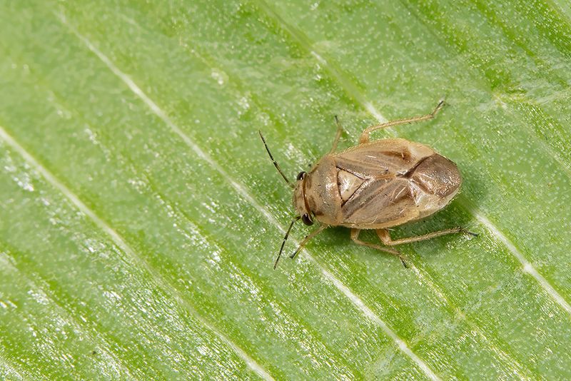 Strongylocoris luridus / Gele klokjeswants
