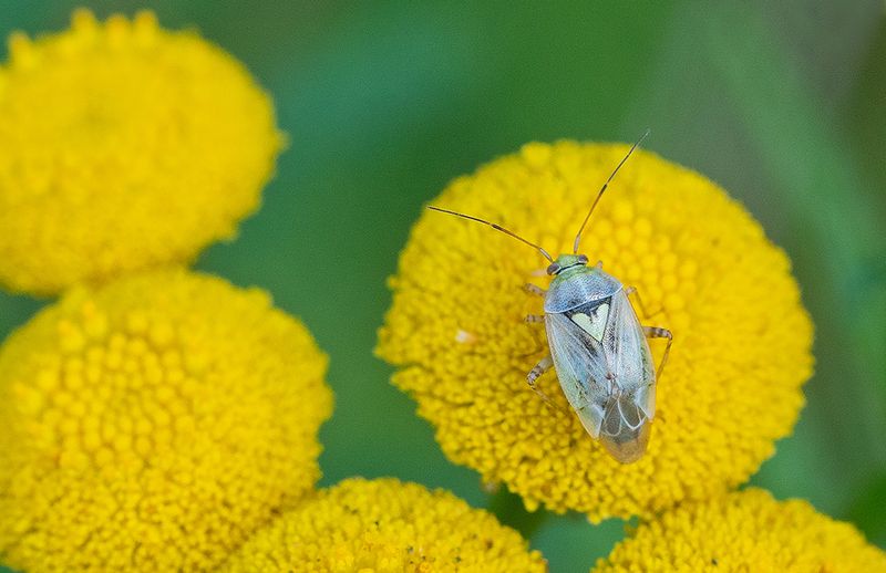 Lygus pratensis / Weideschaduwwants