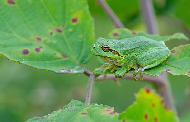 Common tree frog / Boomkikker