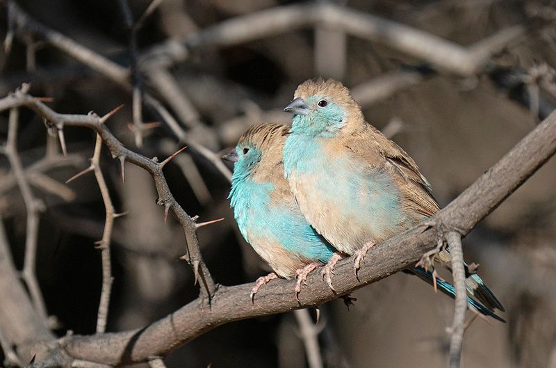 Blue waxbill / Angolees blauwfazantje
