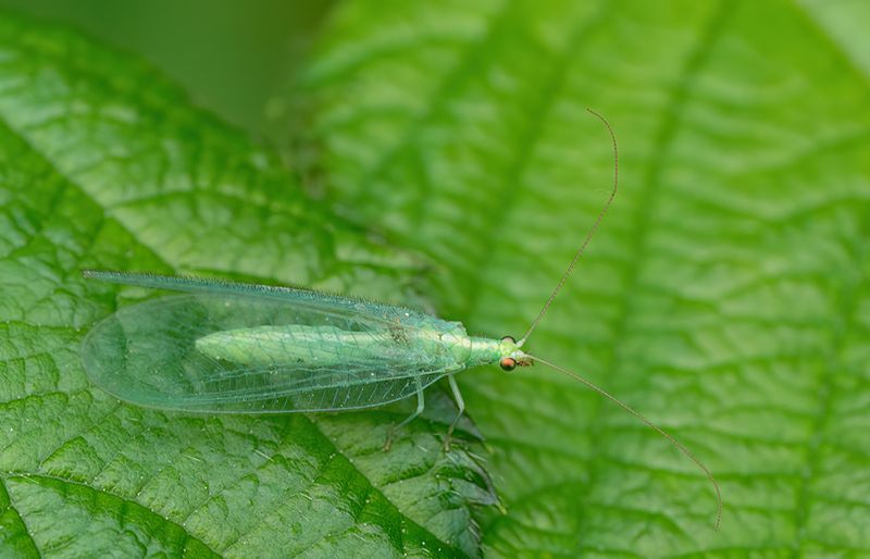 Chrysoperla carnea s.l. / Goudoogje