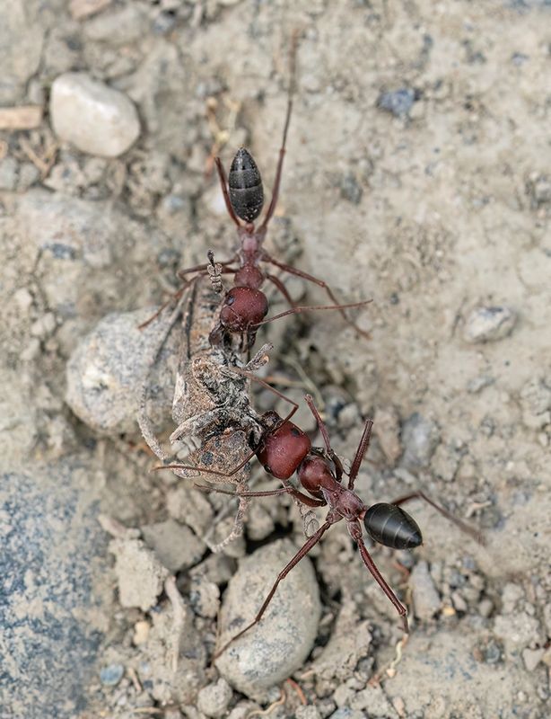 Cataglyphis nodus