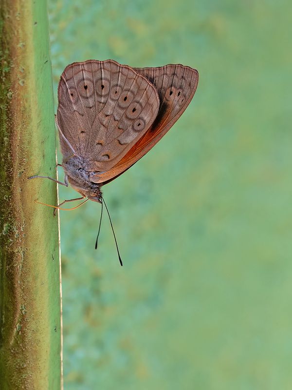 Sevenia occidentalium / Velvet Tree Nymph
