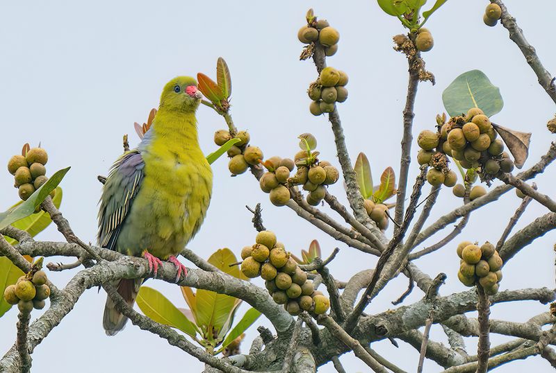 African green pigeon / Afrikaanse papegaaiduif