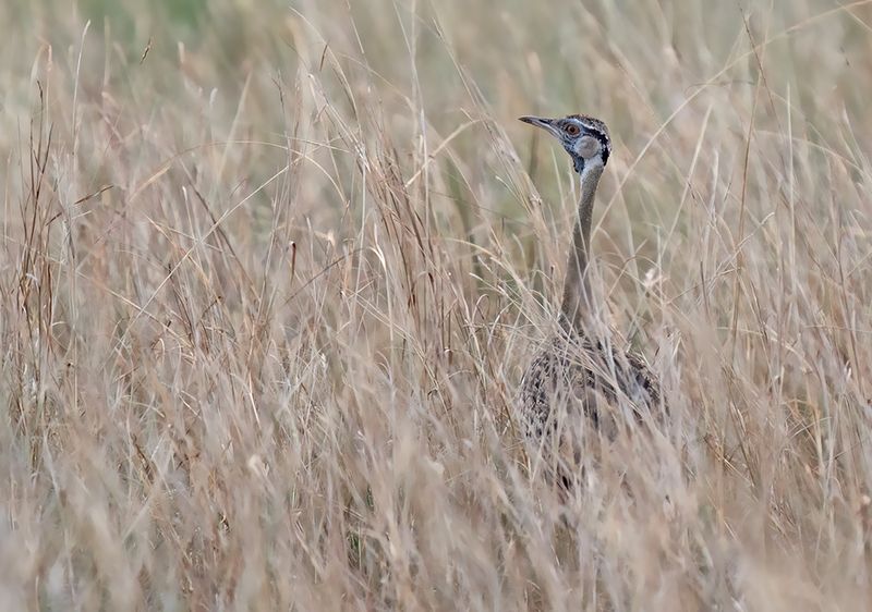 Black-bellied bustard / Zwartbuiktrap