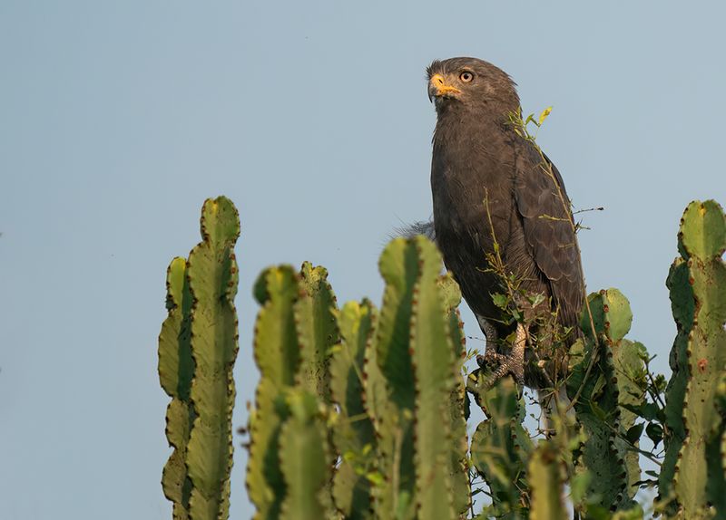 Western banded snake eagle / Kleine grijze slangenarend