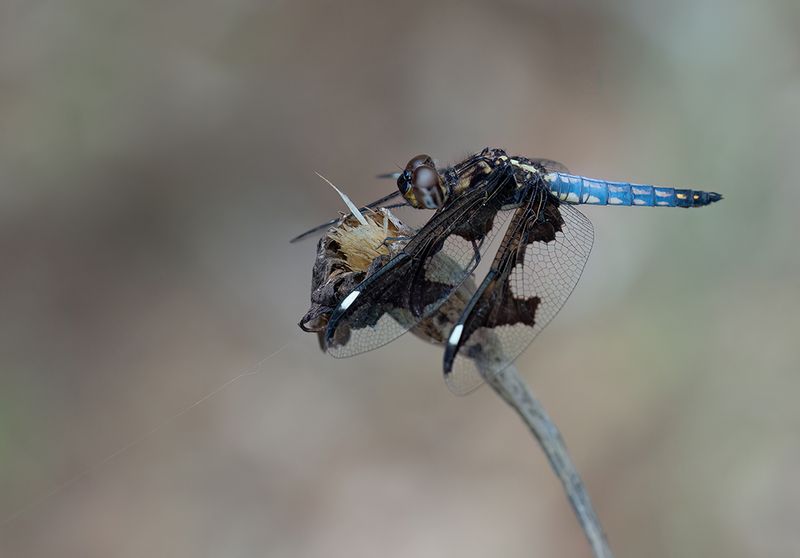 Portia Widow / Palpopleura portia