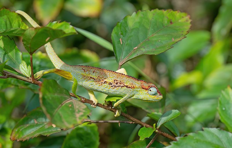 Montane side-striped chameleon / Elliots Kameleon