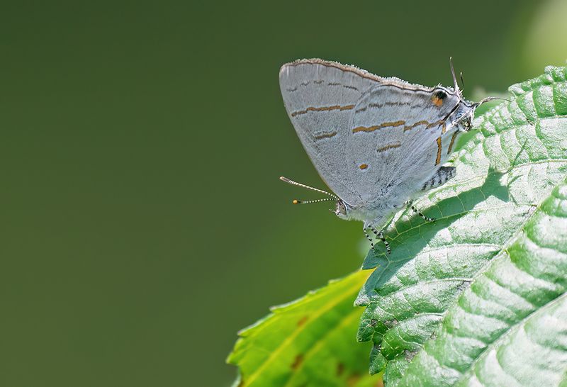 Common Hairstreak  / Hypolycaena philippus philippus