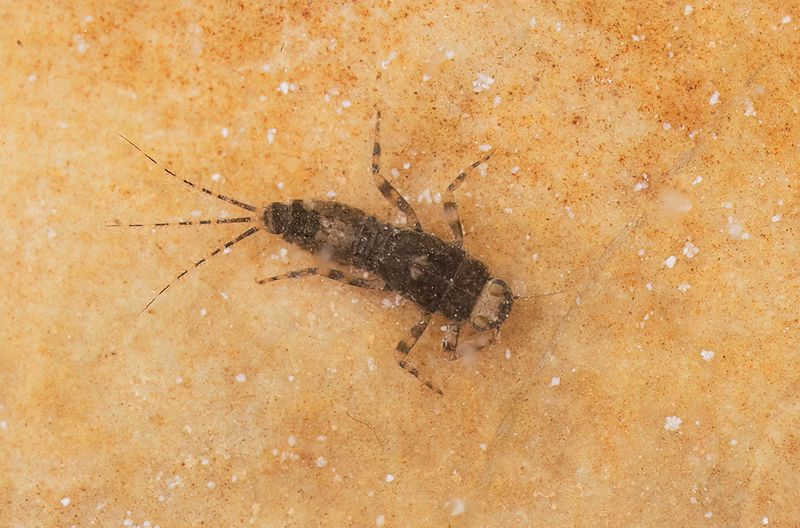 Serratella ignita / Geringde driestaart