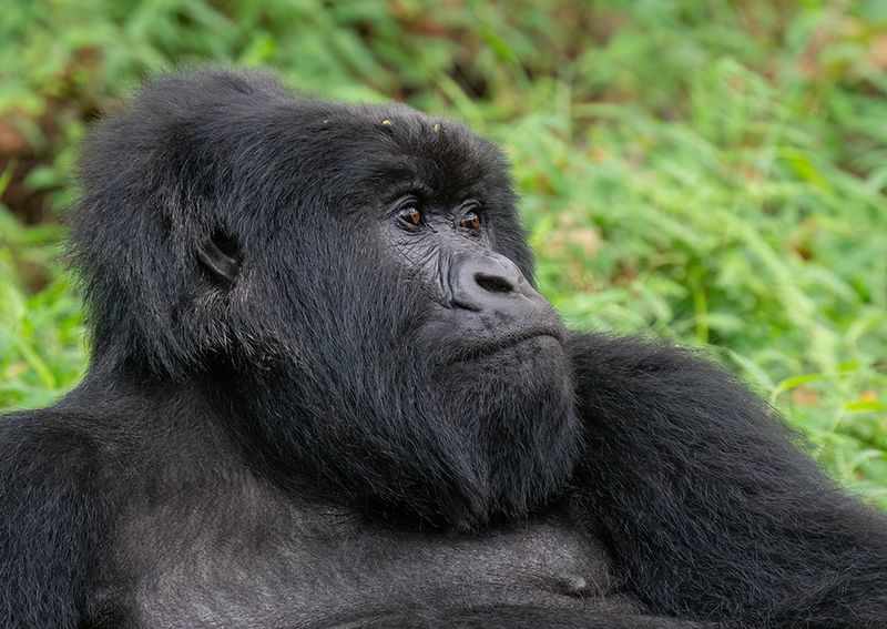 Mountain gorilla / Berggorilla