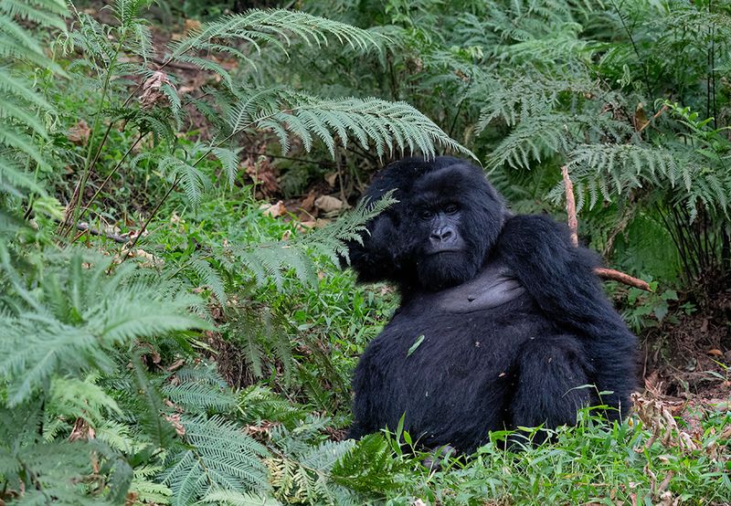 Mountain gorilla / Berggorilla