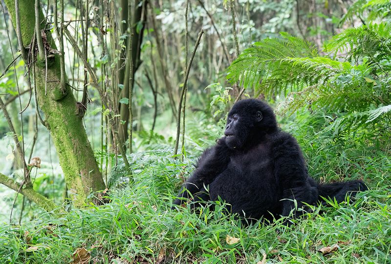 Mountain gorilla / Berggorilla