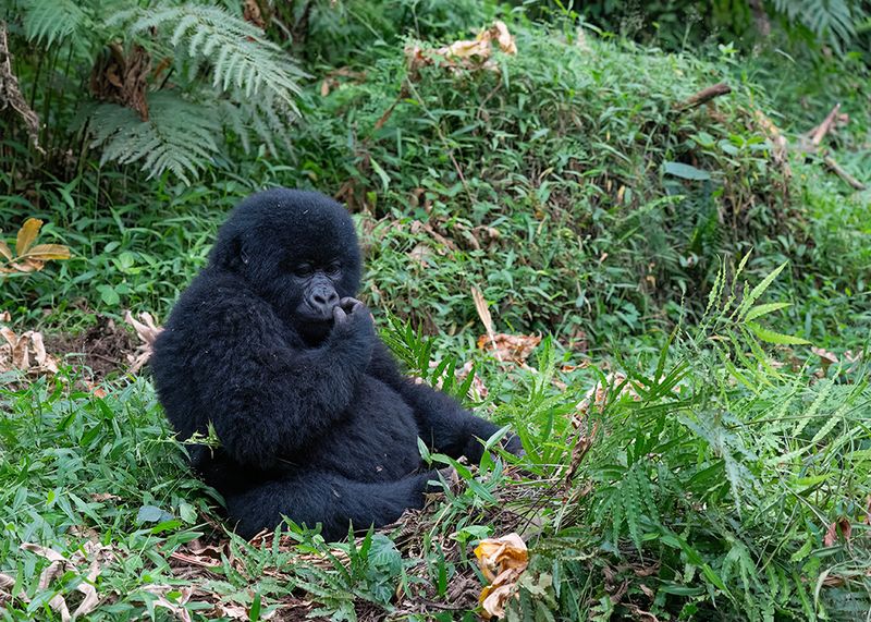 Mountain gorilla / Berggorilla