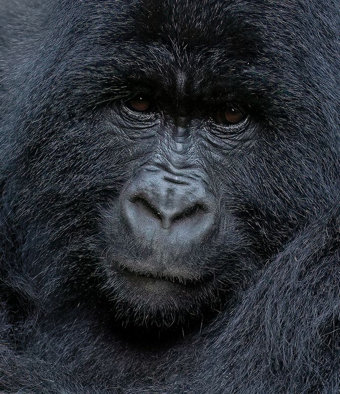 Mountain gorilla / Berggorilla