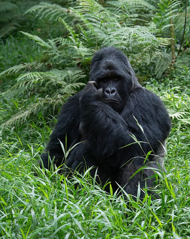Mountain gorilla / Berggorilla