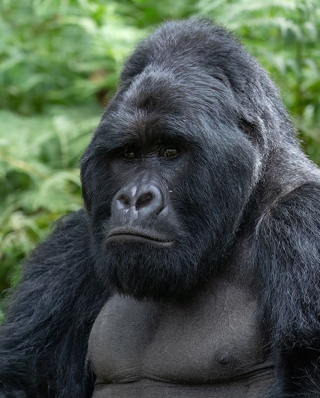 Mountain gorilla / Berggorilla