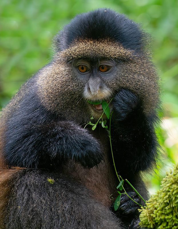 Golden monkey / Gouden meerkat